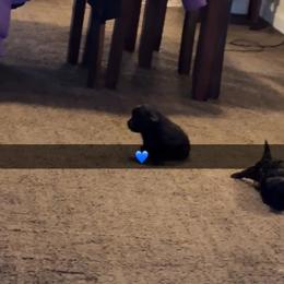 Poodle and Yorkipoo Puppies from Bella Dreamss LLC