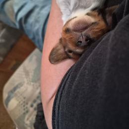 Hermes - Piebald male Dachshund puppy in Edwards, Missouri from Weiner Warriors