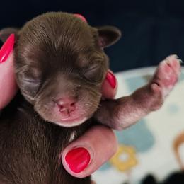 Cocoa - Chocolate and white male Chihuahua puppy in Massachusetts, Massachusetts from Boston Chi Chis