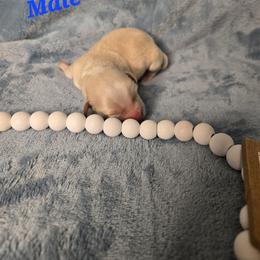Boy 2 - male Havanese puppy in Trinity, Alabama from Tooties Cuties Havanese
