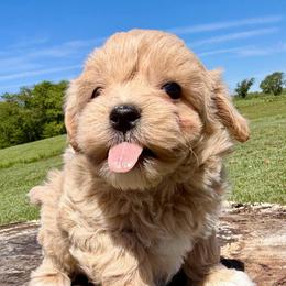 Milo - Parti male Maltipoo puppy in Charles City, Virginia from Historic triangle doodles