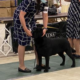 Labrador Retriever All Grown Up from Hill’s Labrador Retrievers