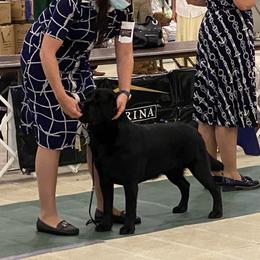 Labrador Retriever All Grown Up from Hill’s Labrador Retrievers