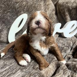 Jamie - Red  male Goldendoodle puppy in Placerville, California from New Dawn Poodles and Doodles