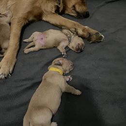 Golden Retriever Puppies from Sydney’s Goldens