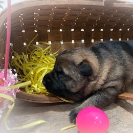 German Shepherd Puppies from Stonewick German Shepherds
