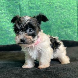 Sky - Parti female Yorkshire Terrier puppy in Denver, Colorado from Melrey's paws