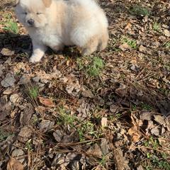 Chow Chow Puppies from Darling Chows
