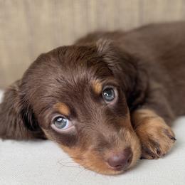 Richie Rich - Chocolate male Dachshund puppy in Bentonville, Arkansas from Boujee Buns Dachshunds