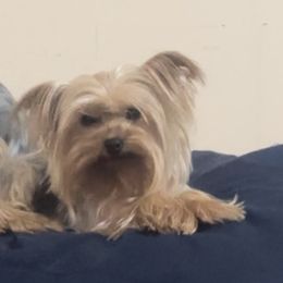 Zelda - Yorkshire Terrier