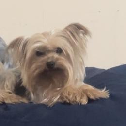 Zelda - Yorkshire Terrier
