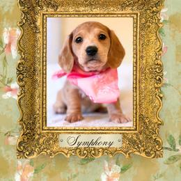 Dachshund Puppies from Vibrant Eyes Doxies