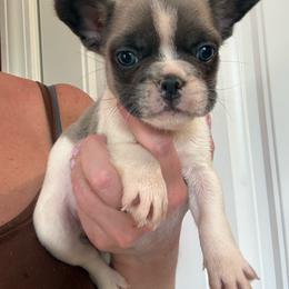 Koala bear - Tricolors male French Bulldog puppy in Ludowici, Georgia from Royal Destiny Kennels