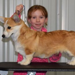 Australian Shepherds, Miniature Australian Shepherds, Pembroke Welsh Corgis, and Toy Australian Shepherds from Tin Roof Aussies