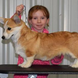 Australian Shepherds, Miniature Australian Shepherds, Pembroke Welsh Corgis, and Toy Australian Shepherds from Tin Roof Aussies