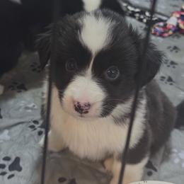 Girl 3 - Black and white female American Corgi puppy in Castle Rock, Washington from R and b corgis and farm