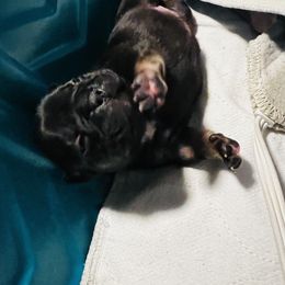 French Bulldog Puppies from Stratton Kennel