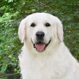 Mace - Golden Retriever