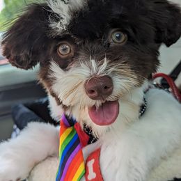 Havanese Puppies from Havanese Puppies of Austin Texas