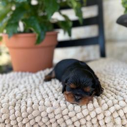 Hoagie - Black and tan male Cavalier King Charles Spaniel puppy in El Campo, Texas from Longhorn Cavaliers