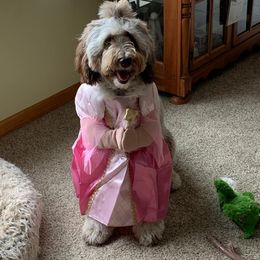Goldendoodle, Poodle, and Sheepadoodle All Grown Up from Brewer's Goldendoodles & Sheepadoodles