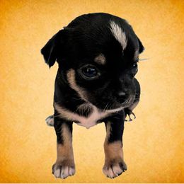 Mimosa - Black and tan female Chihuahua puppy in Monterey County, California from Dei’s Chihuahuas