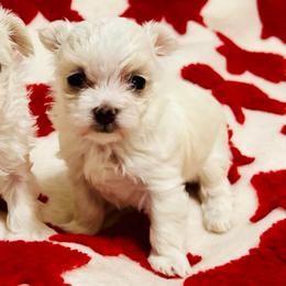 Jolly - White female Maltese puppy in Homestead, Florida from Princess’s Maltese Palace