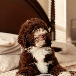 Mustang, Boy - Brown and white male Bernedoodle puppy in Maricopa, Arizona from Desert Ridge Doodles