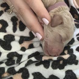 Goldendoodle Puppies from Not Just "Golden" Doodles