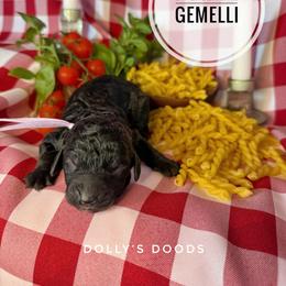 Gemelli - Lavender Girl - Black female Goldendoodle puppy in Harrisburg, Oregon from Dolly’s Doods