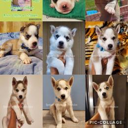 Siberian Husky Puppies from Lunter's Heaven Huskies
