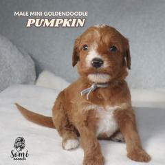 Pumpkin - Red  male Goldendoodle puppy in Palmetto Bay, Florida from SOMIDOODLES