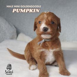 Pumpkin - Red  male Goldendoodle puppy in Palmetto Bay, Florida from SOMIDOODLES