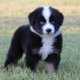 Black Tri Male - Black tri-color male Australian Shepherd puppy in Northport, Alabama from Sipsey River Australian Shepherds