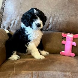 Portuguese Water Dog Puppies from Delgatty PWDs