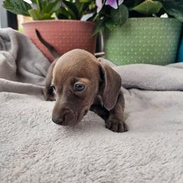 Nina - Gray (blue) female Dachshund puppy in Florence, Arizona from Doxie Town Az