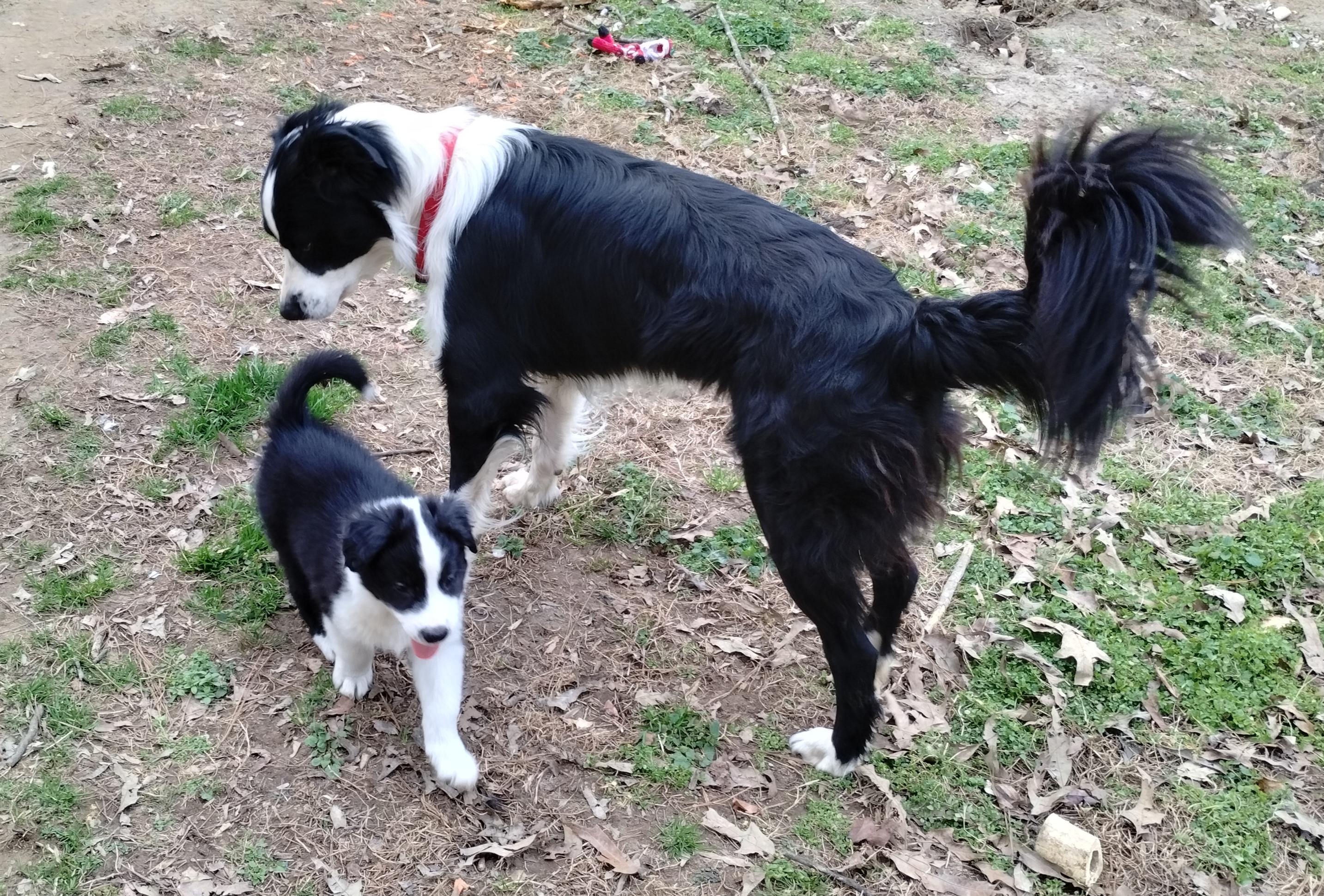 Victor - English Shepherd
