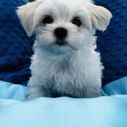 Bella Dolce's Boy - White male Maltese puppy in Phoenix, Arizona from Bella Dolce Maltese