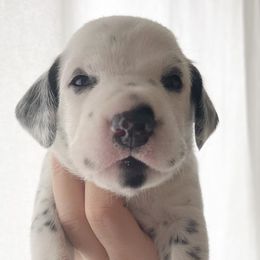 Boy 1 “Rascal”Teal - White black and tan Dalmatian puppy in Franklin, Tennessee from Gentry’s Dalmatians