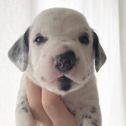 Boy 1 “Rascal”Teal - White black and tan Dalmatian puppy in Franklin, Tennessee from Gentry’s Dalmatians