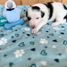 Charger - Black and white male Border Collie puppy in Owenton, Kentucky from Three16 Ranch