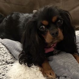 Cavalier King Charles Spaniels from Judy's Cavaliers