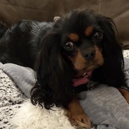Cavalier King Charles Spaniels from Judy's Cavaliers