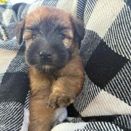 Timon - Wheaten male Soft Coated Wheaten Terrier puppy in Nokomis, Illinois from Windhill Wheatens