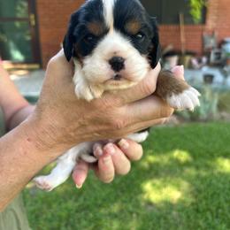 Brody - Tri-color male Cavalier King Charles Spaniel puppy in Atoka, Oklahoma from Rohus Puppies