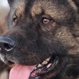 Akita, American Corgis, Cardigan Welsh Corgis, and Great Pyrenees from WeVolution Off-Grid