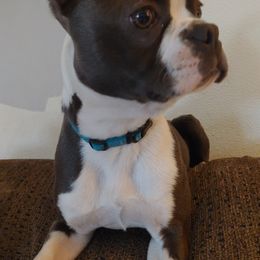 Boston Terrier Puppies from Razmom's Boston Terriers