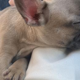 French Bulldogs from Royale’s French Bulldogs