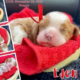 Eden - Blenheim female Cavalier King Charles Spaniel puppy in El Dorado Springs, Missouri from Cavish's Missouri Cavaliers, Cavapoos, and Miniature Poodles