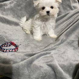 Maltese Puppies from Euphoria Maltese